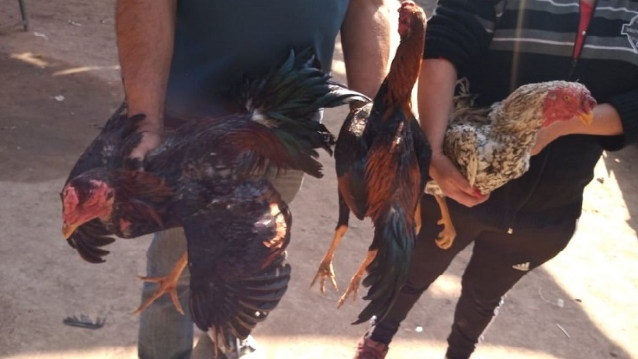 Riñas de gallos: 36 personas demoradas