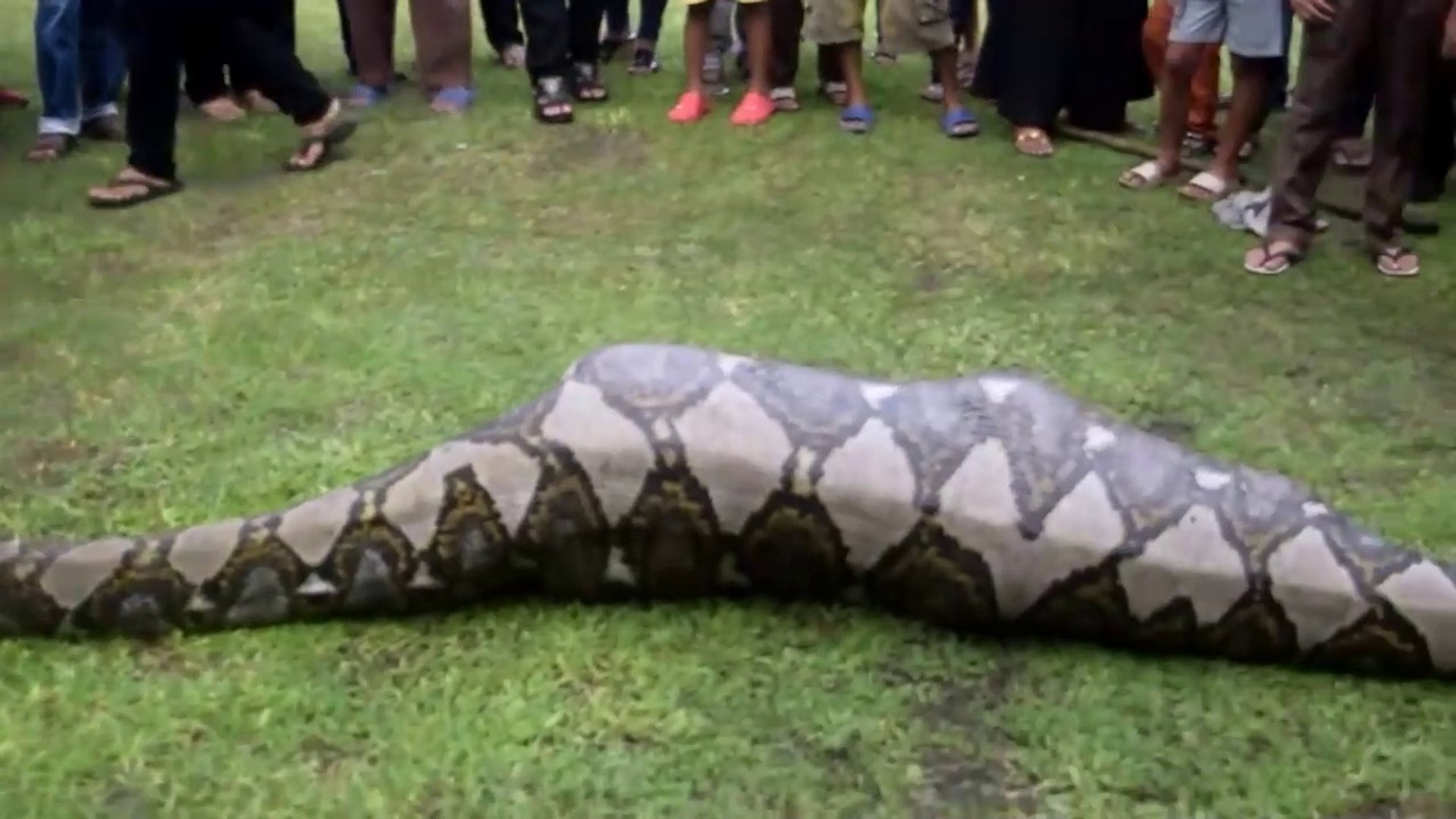 Tragédie en Indonésie : Un agriculteur tué par un python géant