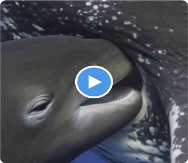 La nature est remplie de miracles et de merveilles: une mère baleine nourrit son petit avec son lait, et le lait ne se mélange pas à l’eau