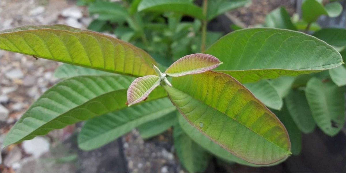 foglie di guava