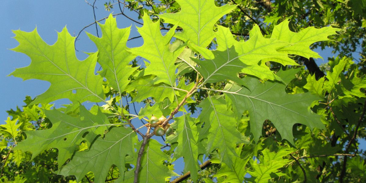 foglie di quercia