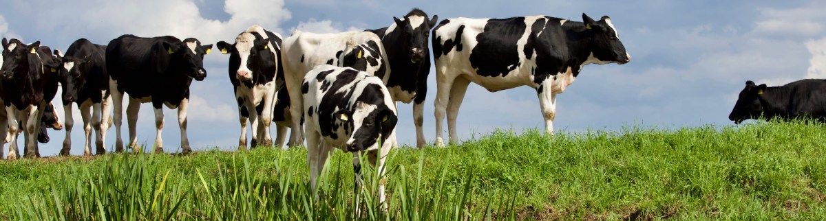 cows2