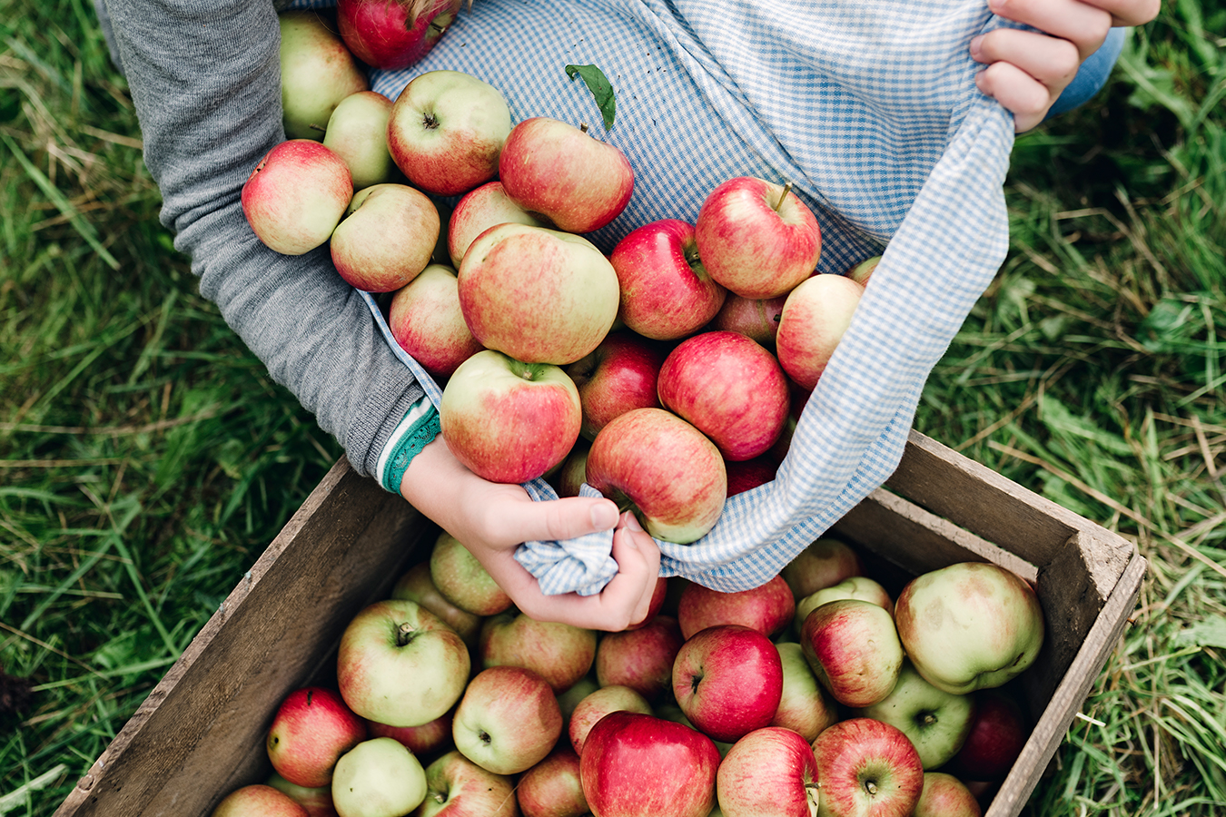 12 places to go apple picking near nyc inhabit on apple picking and petting zoo long island