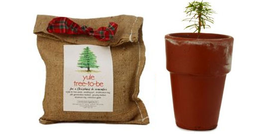 Choosing A Christmas Tree