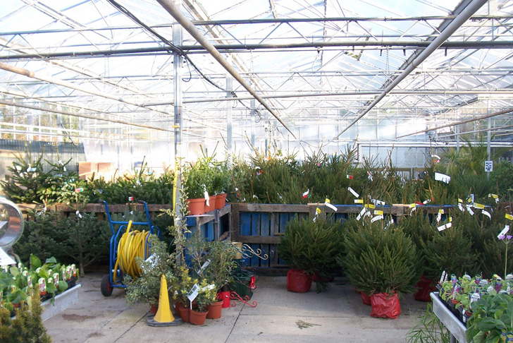 Additionally, once christmas is over, you can plant your potted tree outdoors. How To Choose A Living Tree To Replant After Christmas