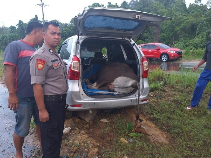 Mobil Rental Pembawa Sapi Curian Mengalami Kecelakaan Tunggal di Konawe Selatan