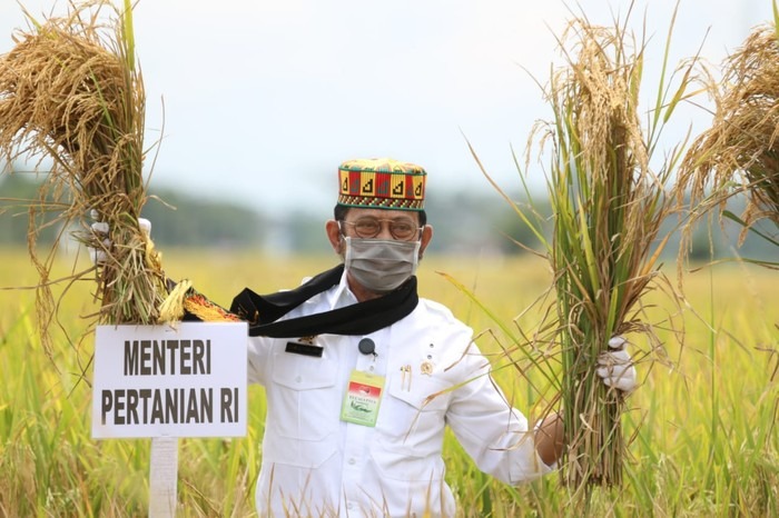 Masuki Masa Panen Raya, Kementan Pastikan Stok Beras Aman