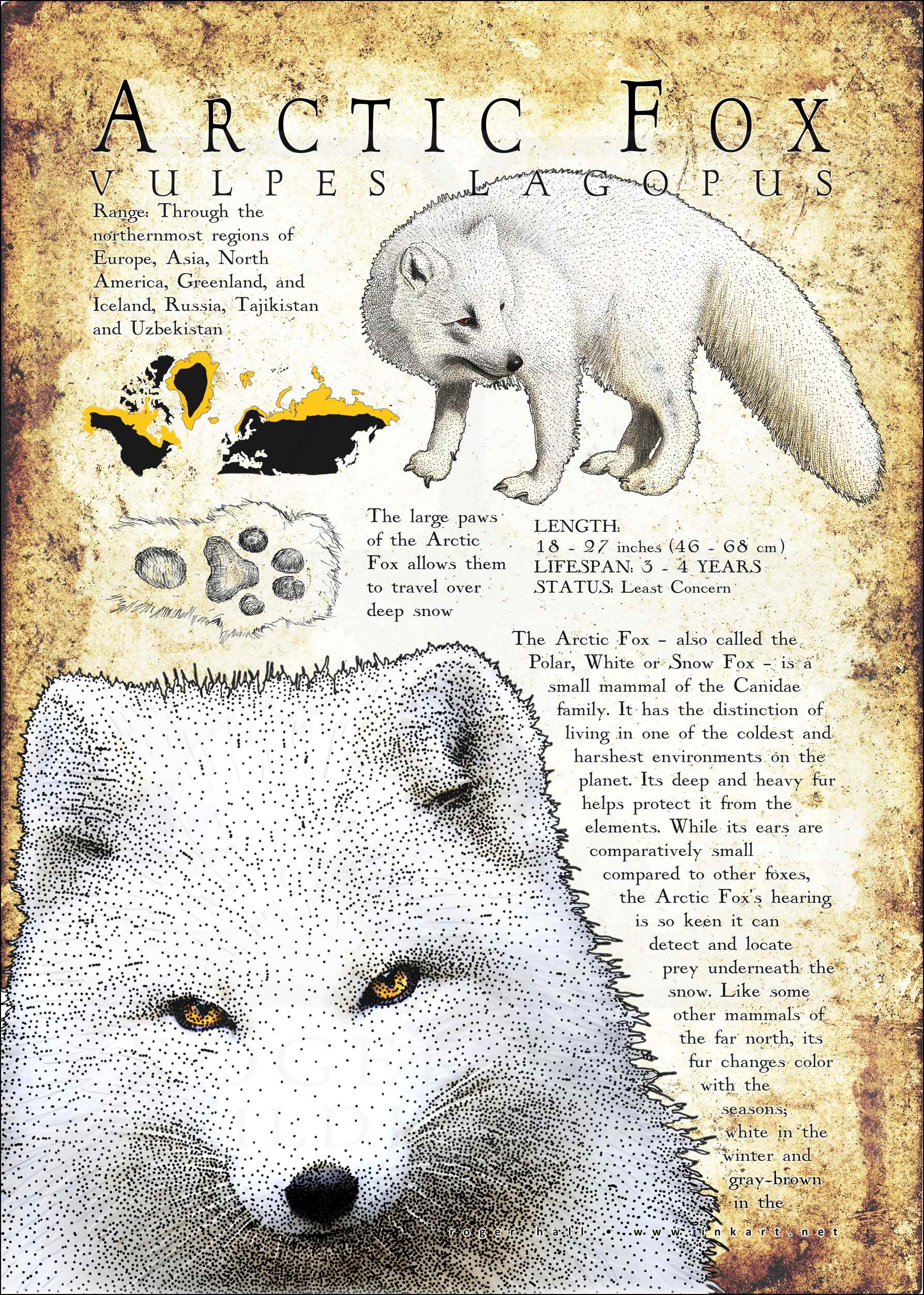Arctic Fox Poster Print / Infographic