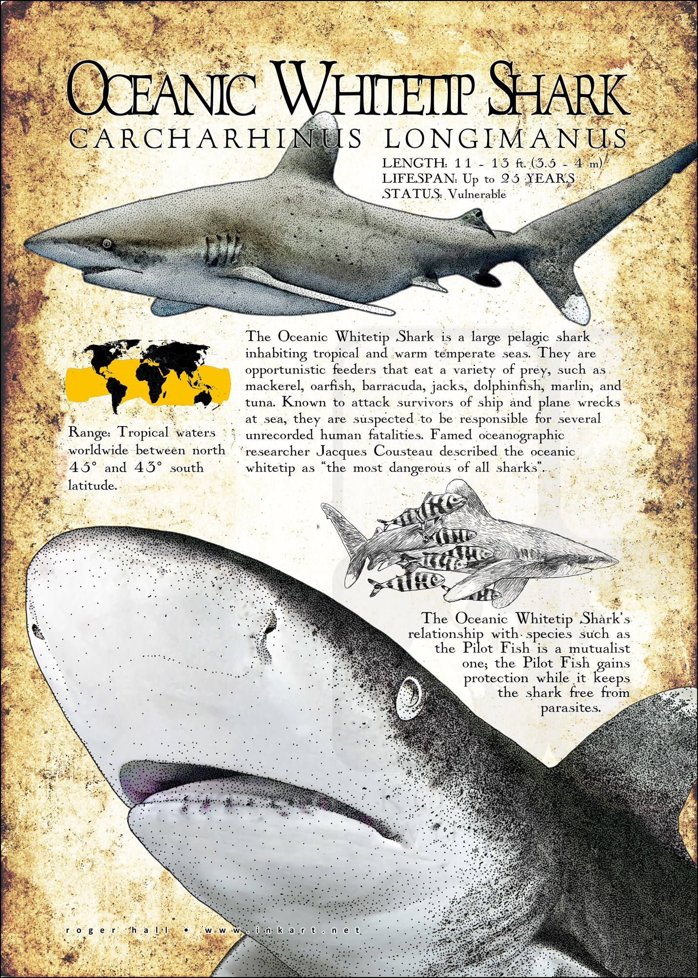 Oceanic Whitetip Shark Poster Print / Infographic