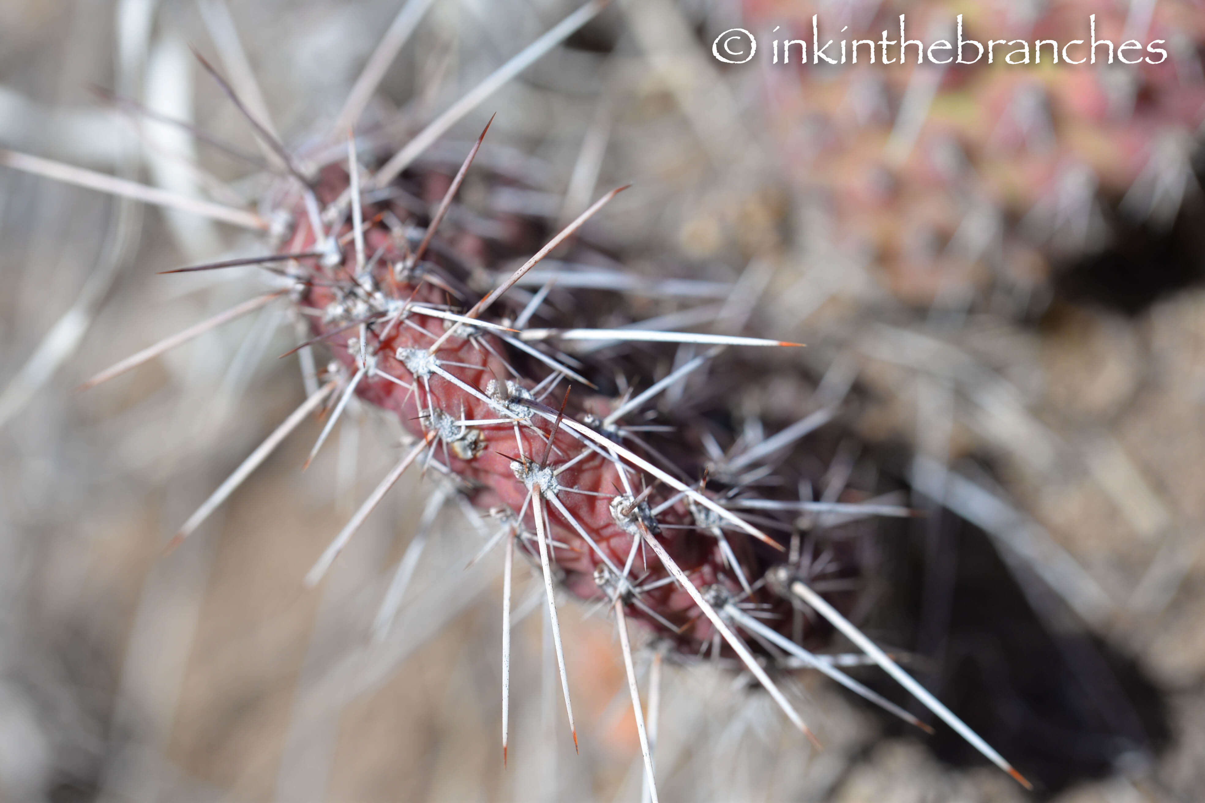 Spine-covered beauty