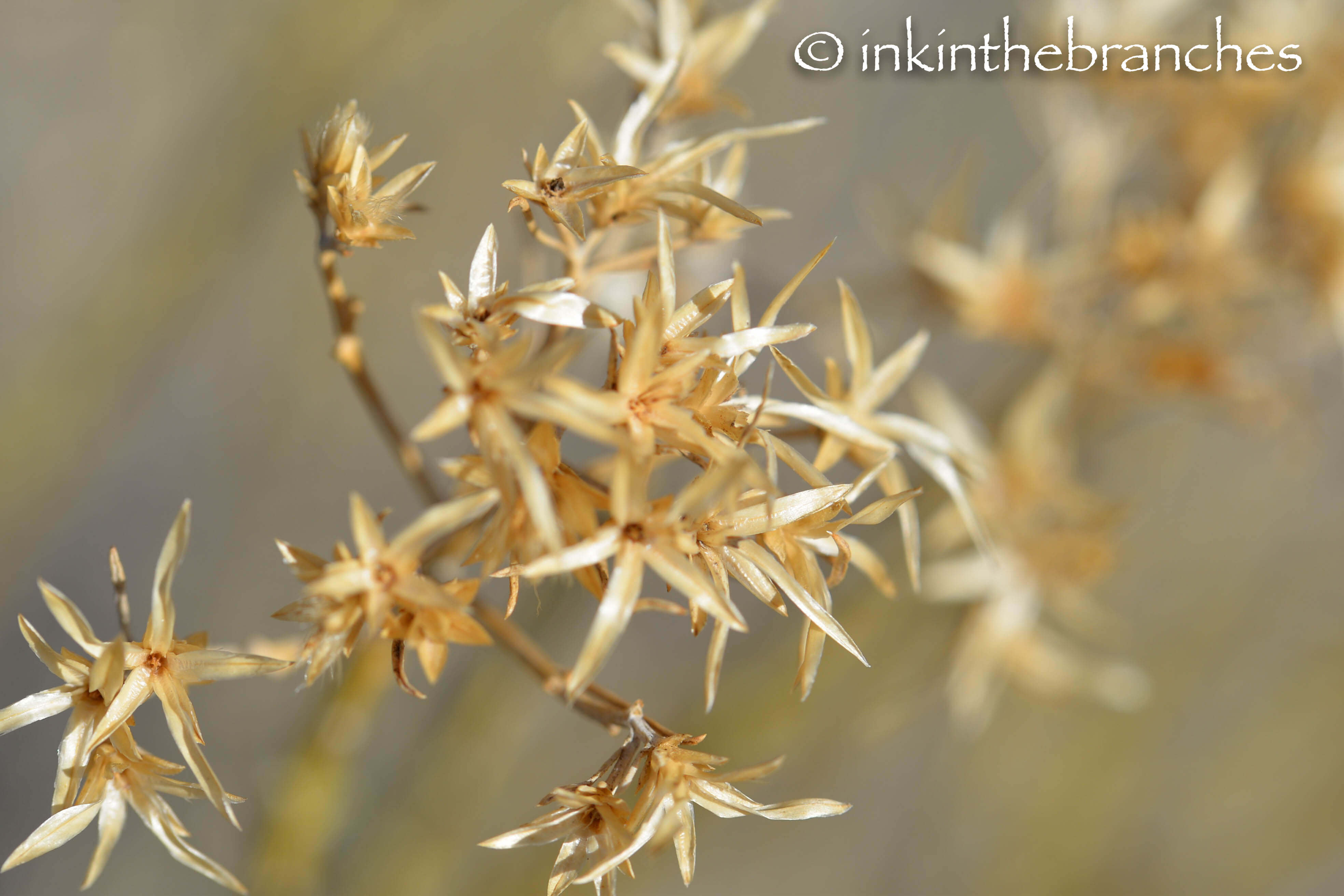 Dry Rocky Mountain Beeplants?