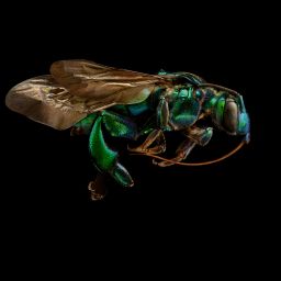 Orchid Cuckoo Bee © Levon Biss