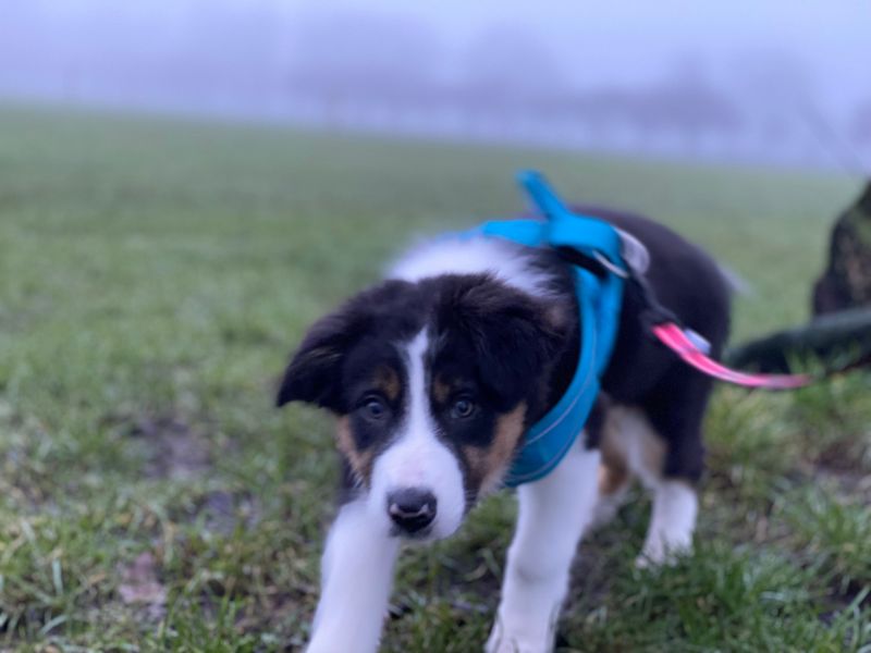 Github Mineldiver Macula - Professional Sunset Picture - Retina