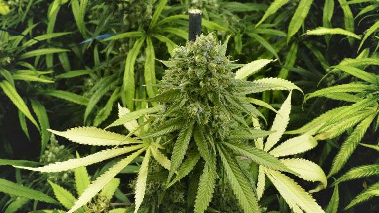 The potential benefits of medical cannabis for fibromyalgia and migraines: A Newcastle perspective