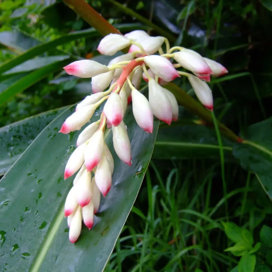 Crème Hydratante Ruhaku