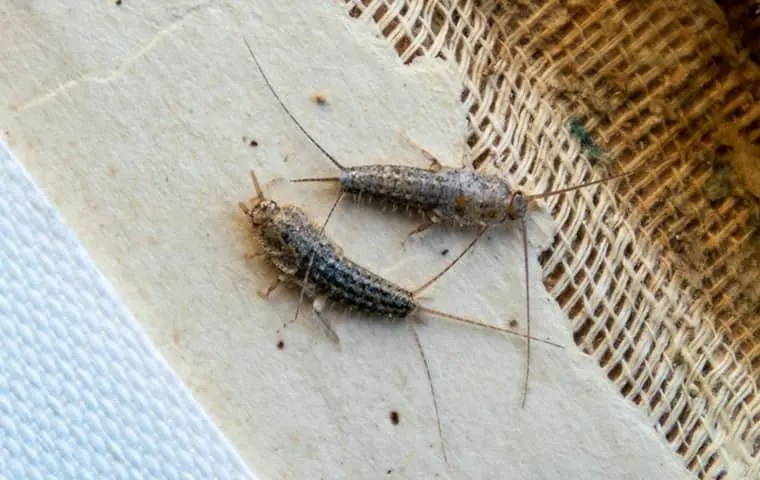 silverfish control