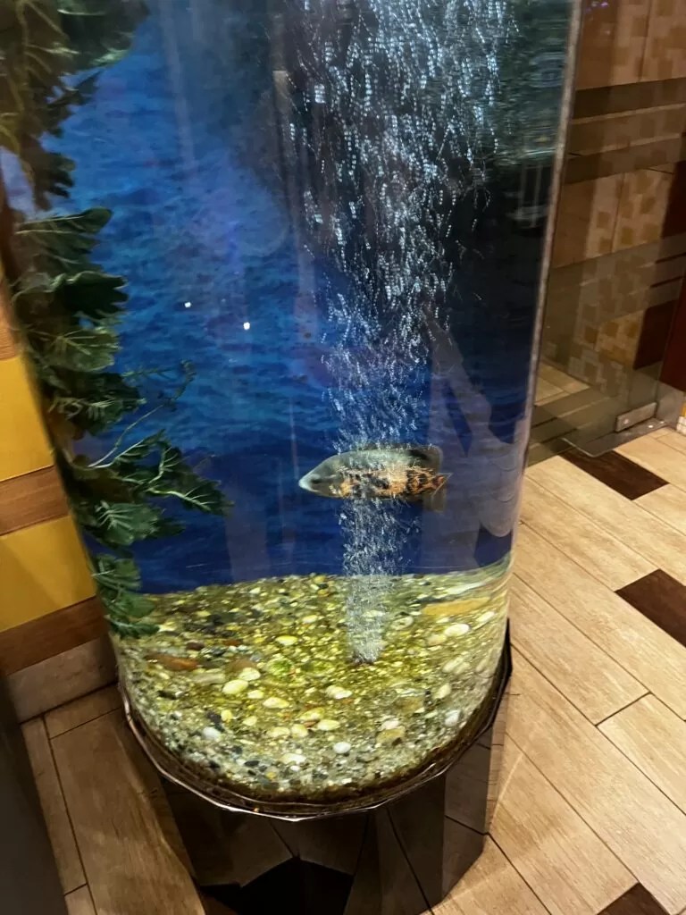 魚inコチの宿