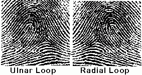 loops