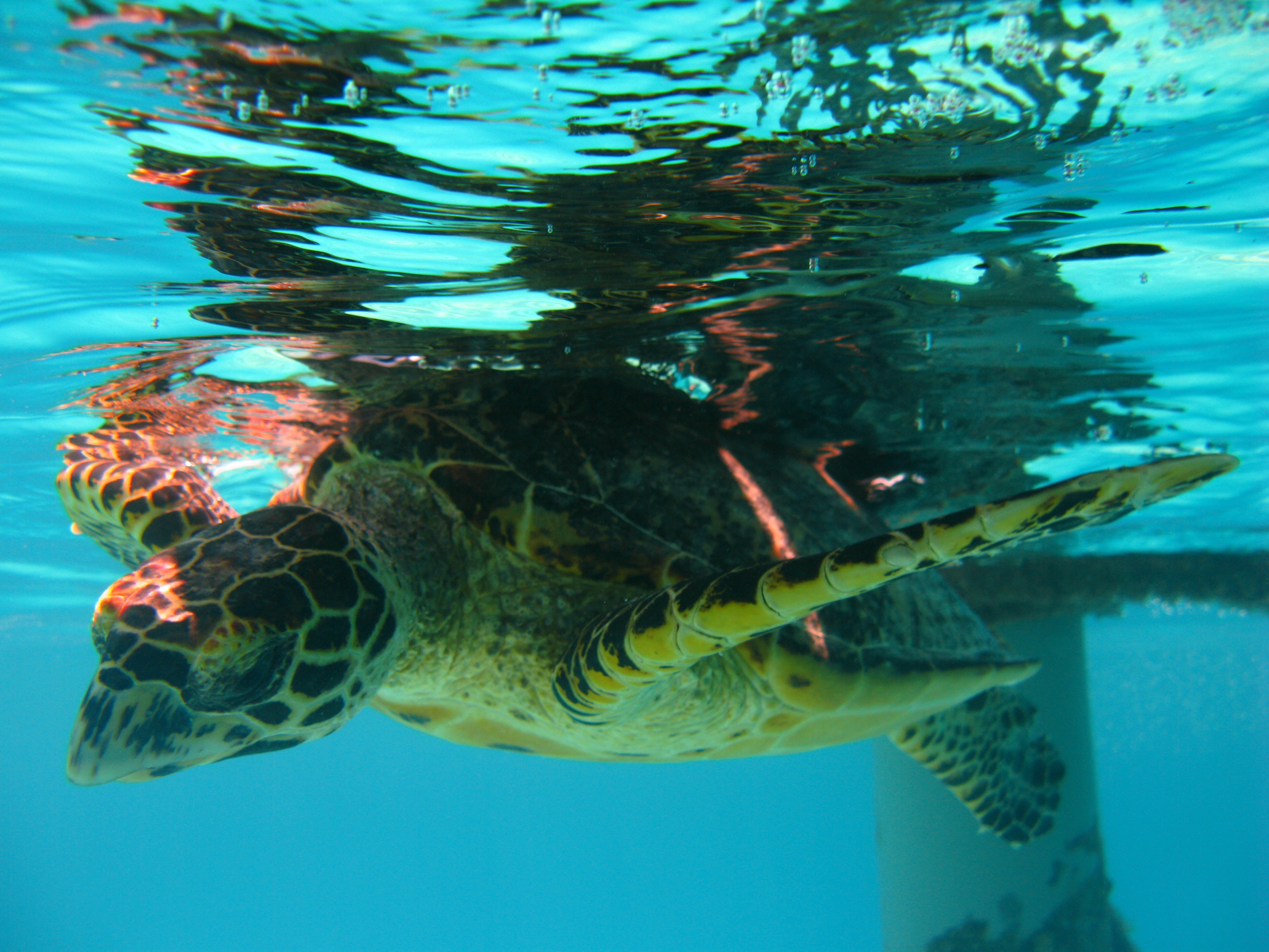 Maldives is famous for its underwater natural beauty