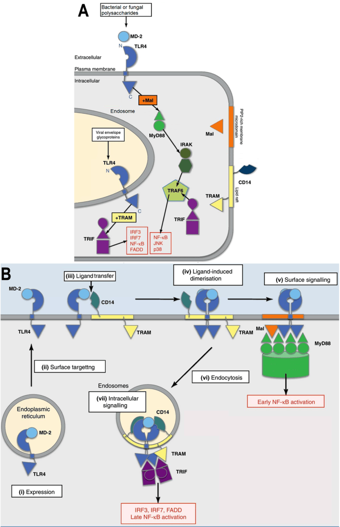 TLR4 Signaling Schema