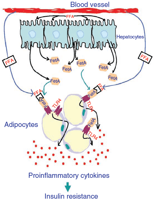 Schema of FFA-FetA-TLR4 Axis for Insulin Resistance