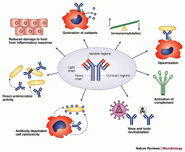 The Shocking Truth About Your Bodys First Antibody Response - w5wvo3q