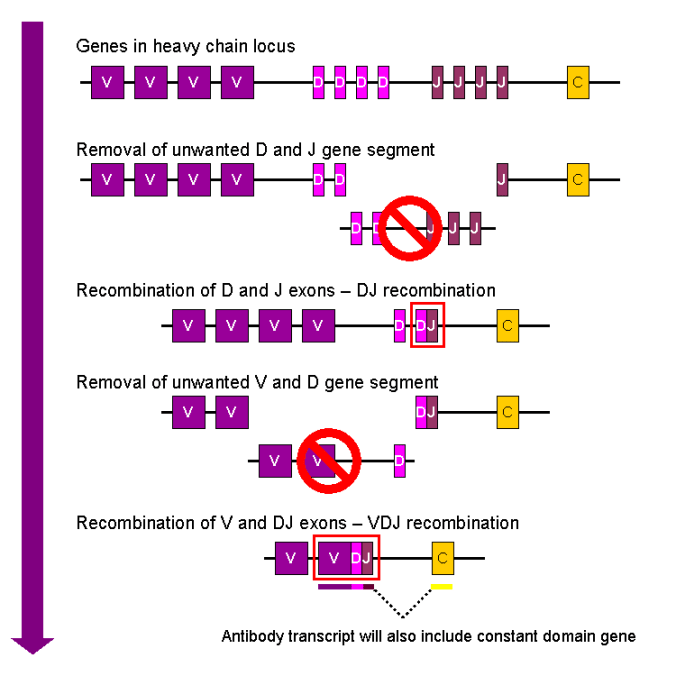 MAb Therapeutics – New Technologies – a primer – In Scientio, Veritas