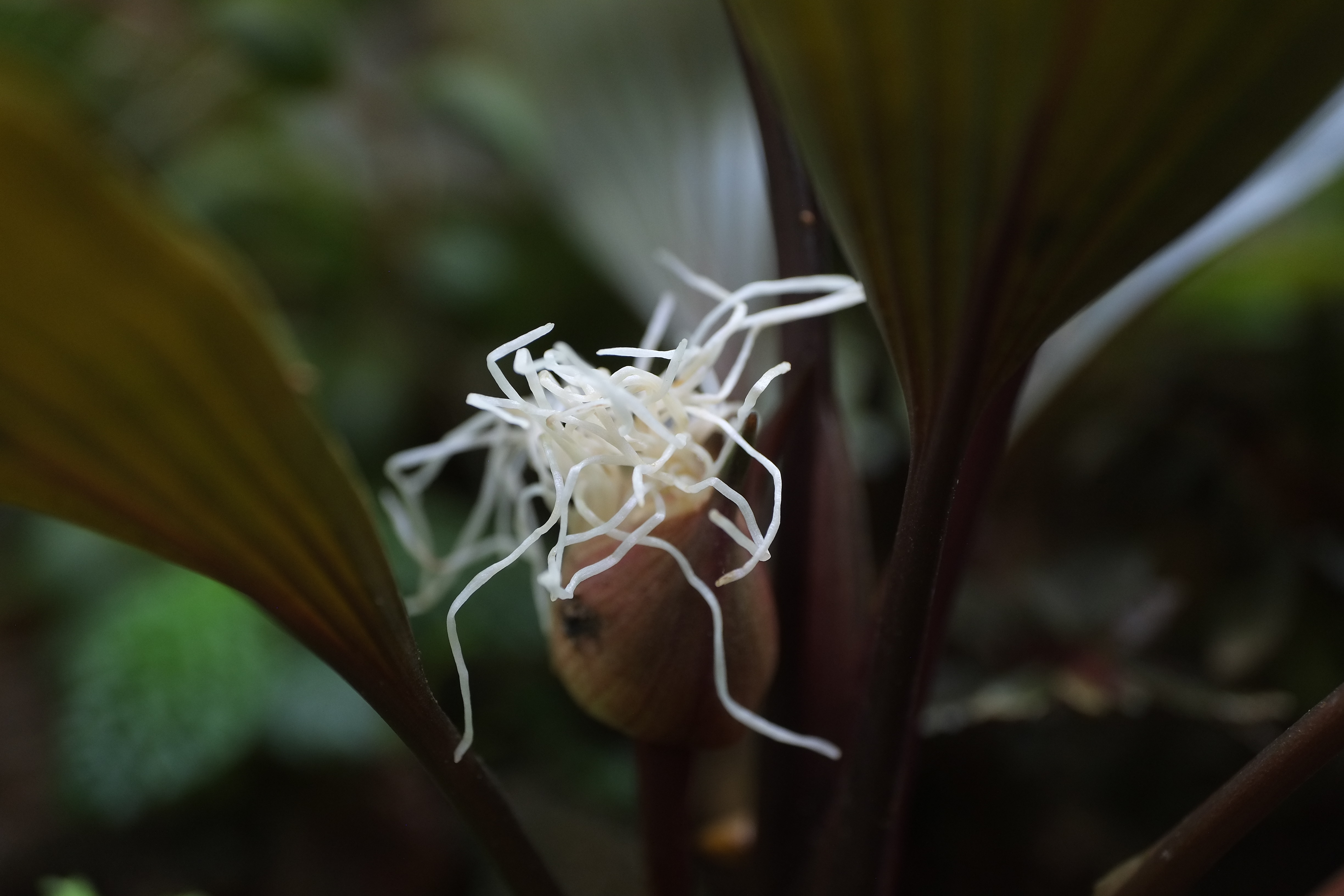 Dicranopygium sp. Guna Yala - IN SEARCH OF SMALL THINGS