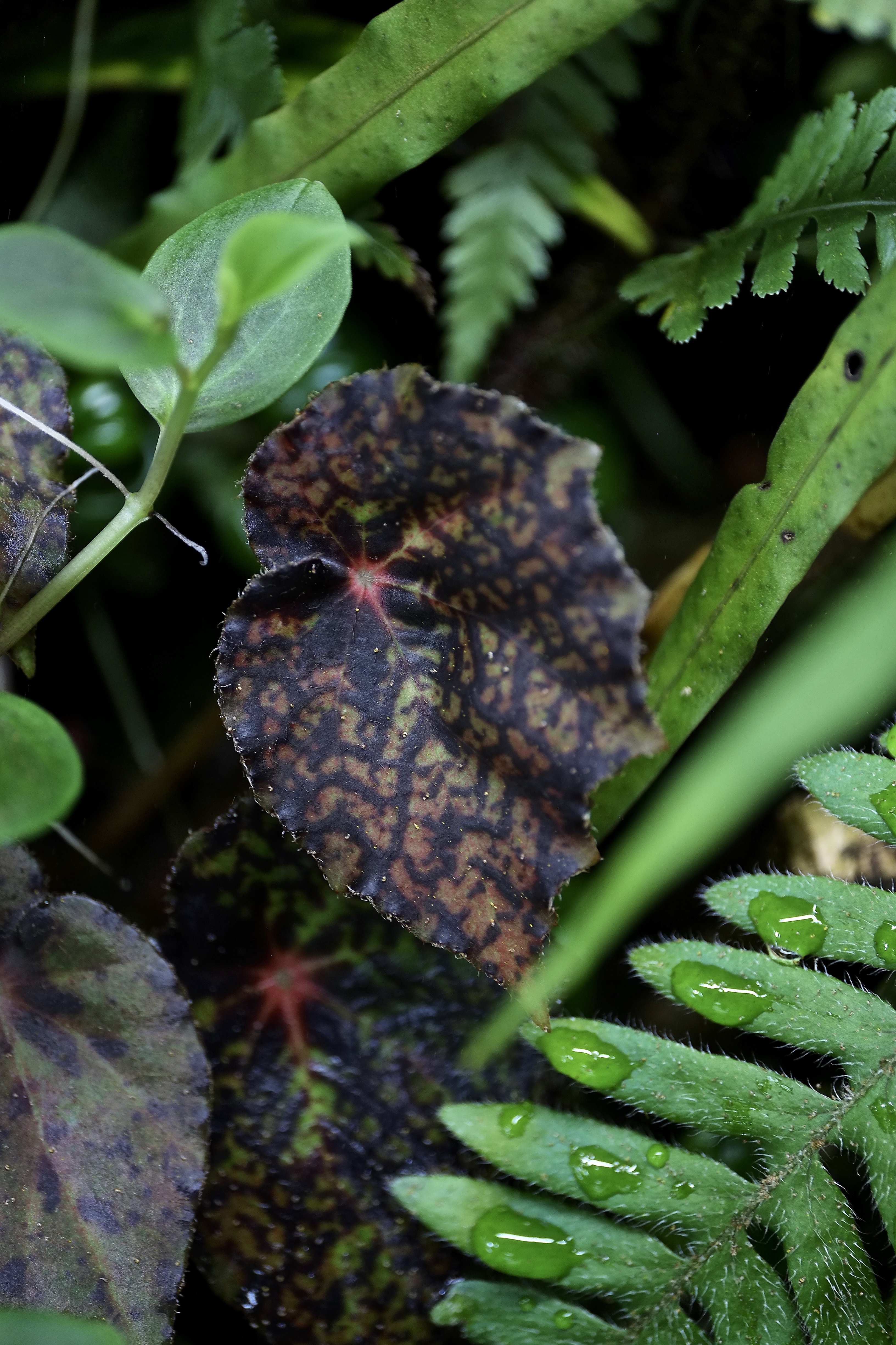 Begonia 'Red IN SEARCH OF SMALL THINGS