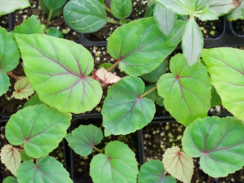 Begonia handelii 'Green'