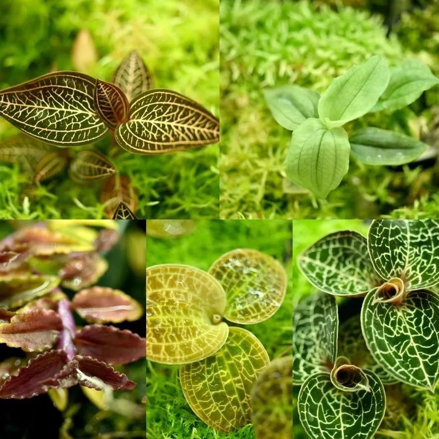 Jewel Orchid bulk 5 plants