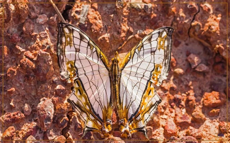 30 Butterfly Species In Oregon Insectic Common Map Butterfly Cyrestis