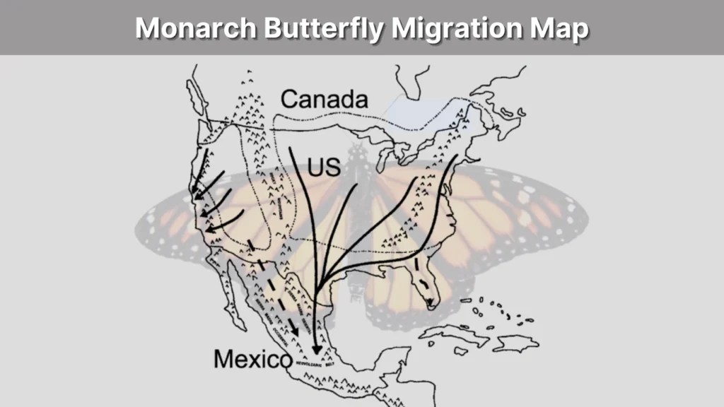 Monarch Butterfly Migration Routes Timing And Survival Journey Monarch Butterfly Migration Map