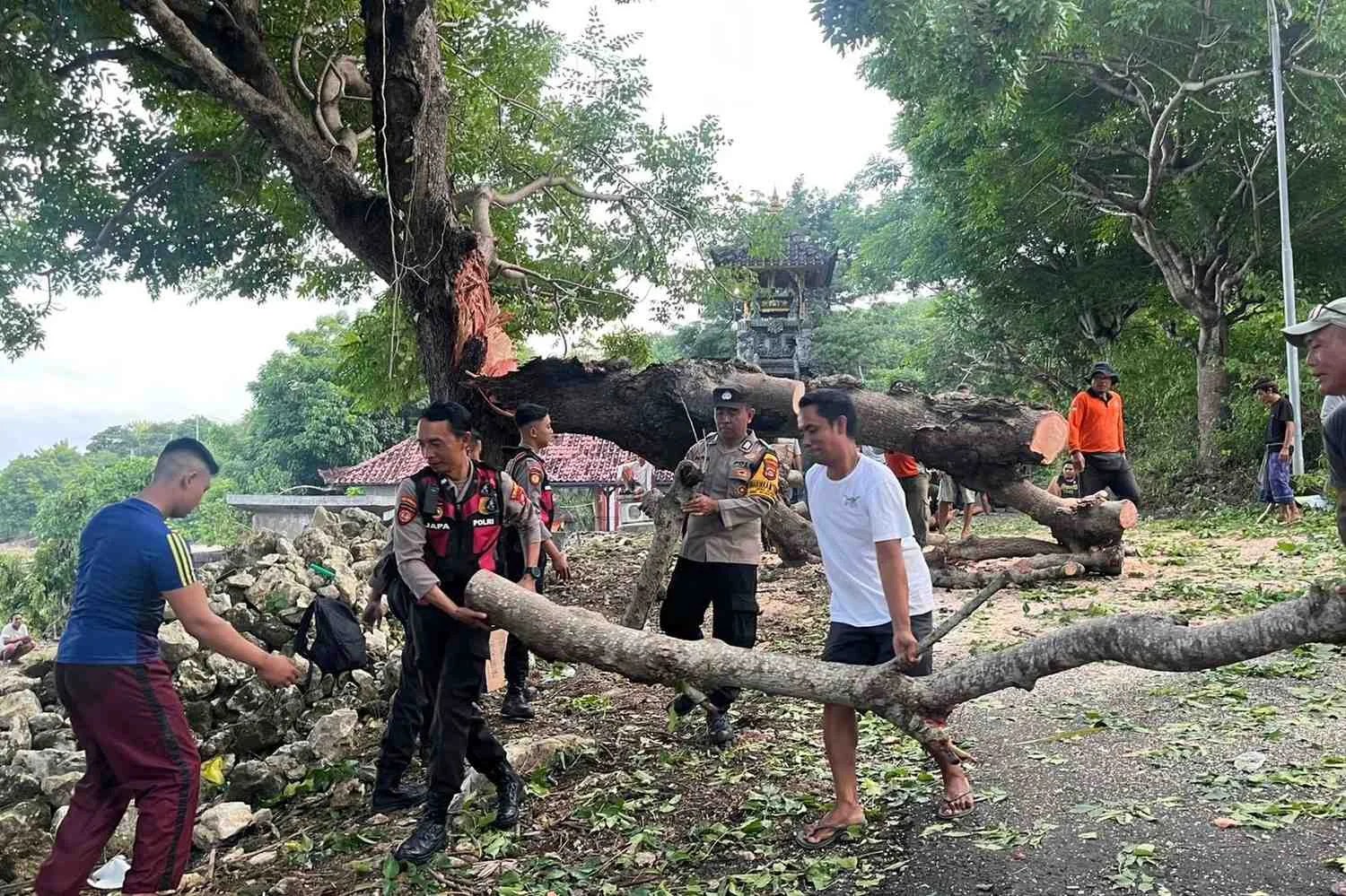 Pohon Tumbang Nusa Penida,