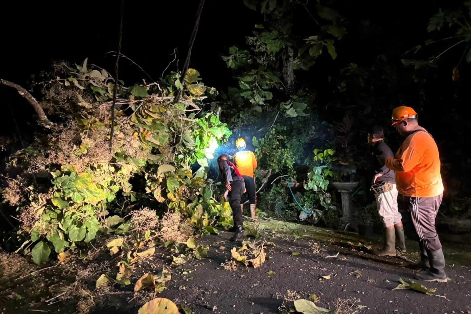 Petugas BPBD dan Polsek Dawan saat mengevakuasi pohon jati yang tumbang di Desa Besan, Klungkung.
