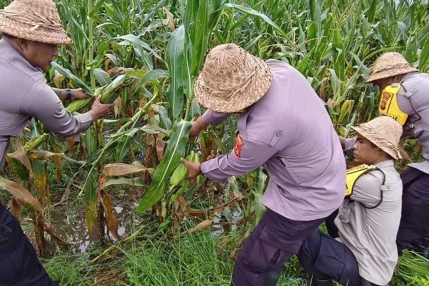 Tingkatkan Kesejahteraan Masyarakat, Polsek Banjarangkan Panen Jagung Bagian dari Program Ketahanan Pangan