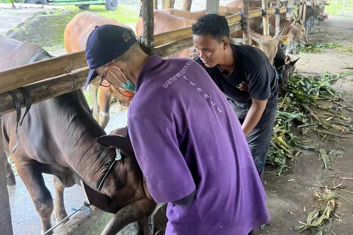 Petugas Puskeswan III Gianyar saat meninjau kesehatan sapi milik peternak lokal menjelang hari raya Idul Adha.