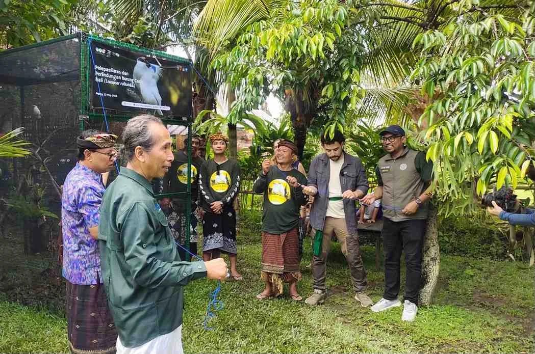 Proses pelepasliaran empat pasang burung curik Bali dari sangkar karantina ke alam bebas di kawasan Desa Pejeng Gianyar.