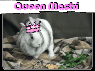 Qmashi