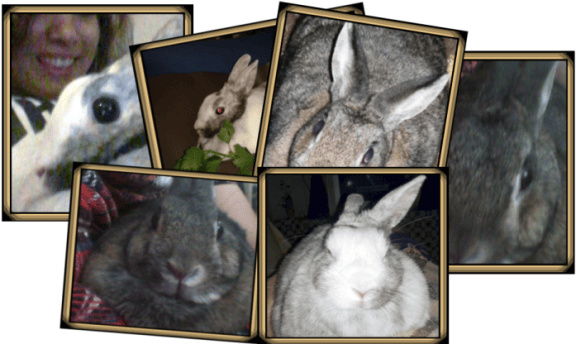 bunnysnaps