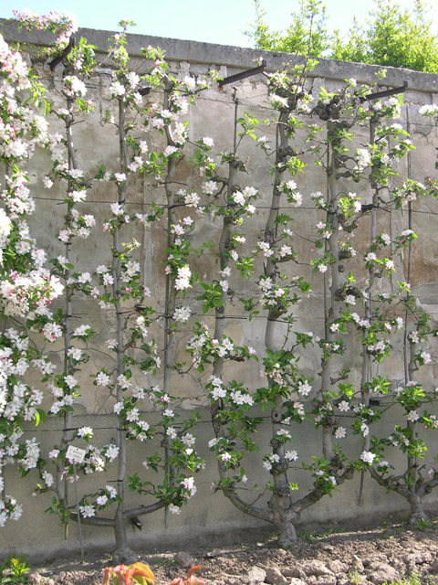 At potager restaurant in carool, you can experience complete dining excellence in a relaxed environment. Garden Potager Du Roi Kitchen Garden Of King Louis Xiv 1683