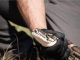 Florida Python Challenge Registration Open Inside Lake