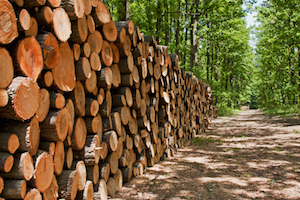timber.jpg
