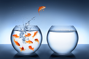goldfish.jpg