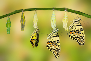 transformation-2.jpg