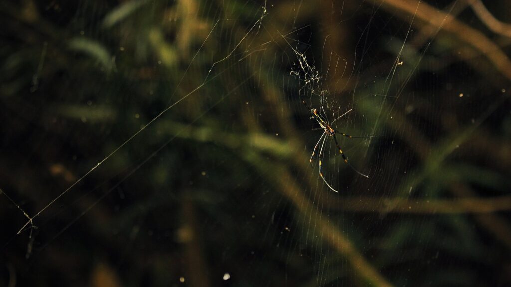 The difference between a deer mouse vs. house mouse