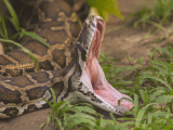 Missing Indonesian Mother Found Dead Inside Python Insights Indonesia