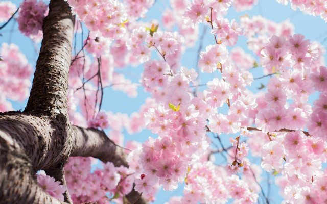 springtime
