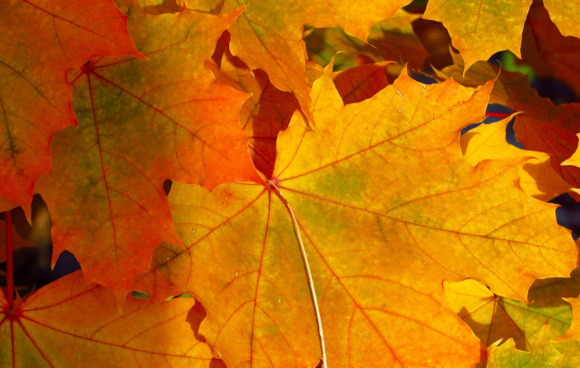 fallen leaf