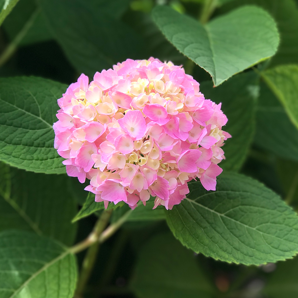 Hydrangea Chicago
